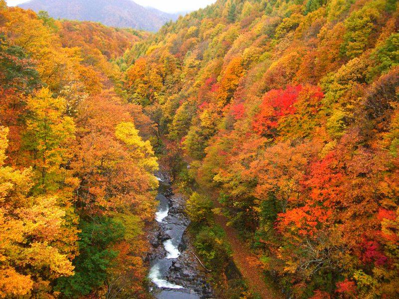 Lá đỏ - Momiji - đặc trưng mùa thu của Nhật Bản