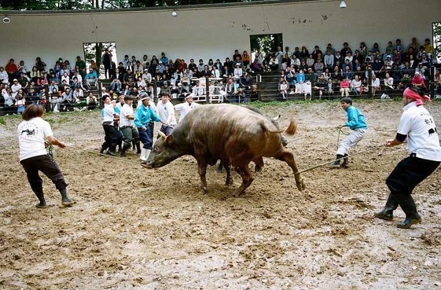 Lễ Hội Togyu Taikai (đấu bò) tại Nhật Bản
