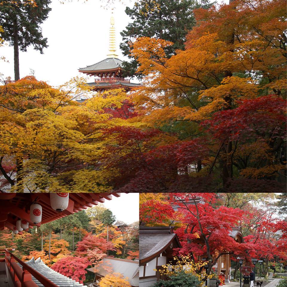 Lá đỏ - Momiji - đặc trưng mùa thu của Nhật Bản