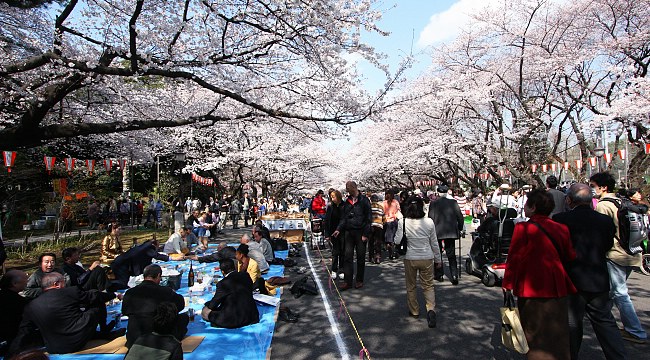 Các địa điểm ngắm hoa Anh đào (Sakura) đẹp nhất Tokyo.