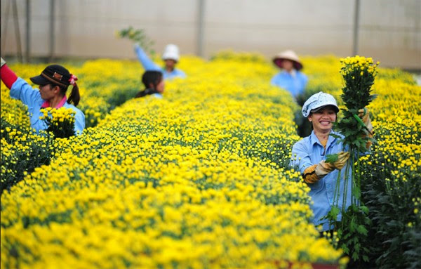 Nhật Bản cân nhắc nới rộng cửa cho lao động nước ngoài
